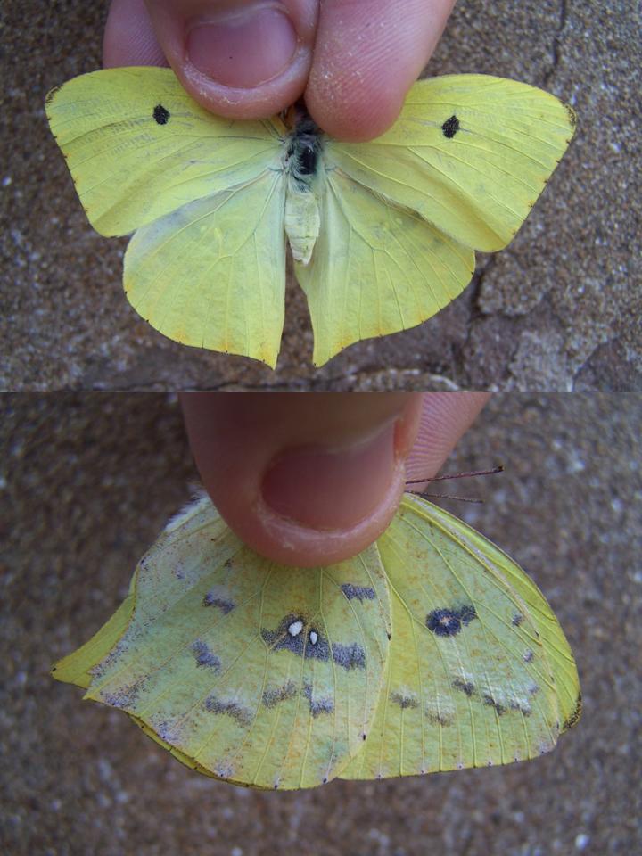 FIGURE 3d FIGURE 3d